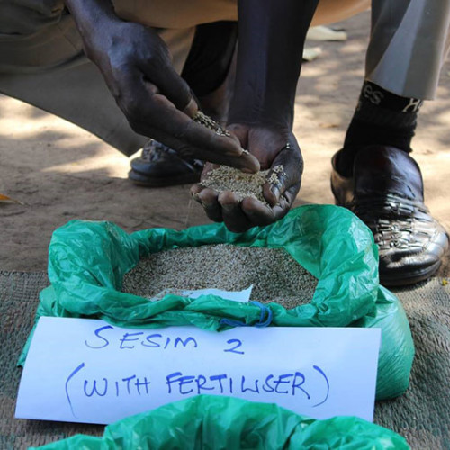 sesame-with-fertilizer