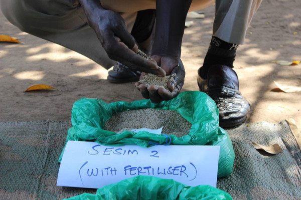 Farmers in Northern Uganda embrace new Simsim (Sesame) varieties for ...