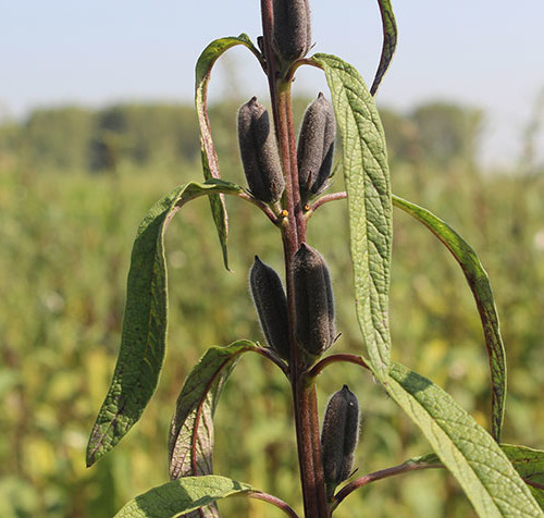 sesame-yield