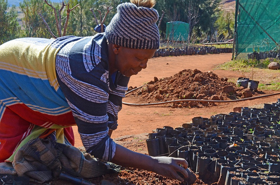 A female farmer in Lesotho happily tends to her nursery in preparation for planting.